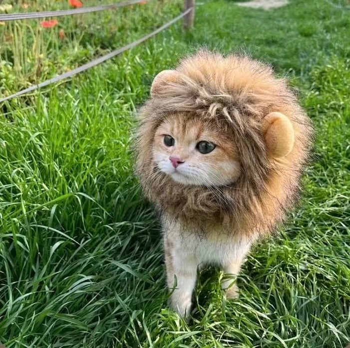 Lion Mane Wig for Cats — Turn Your Cat into King of the Jungle 🦁