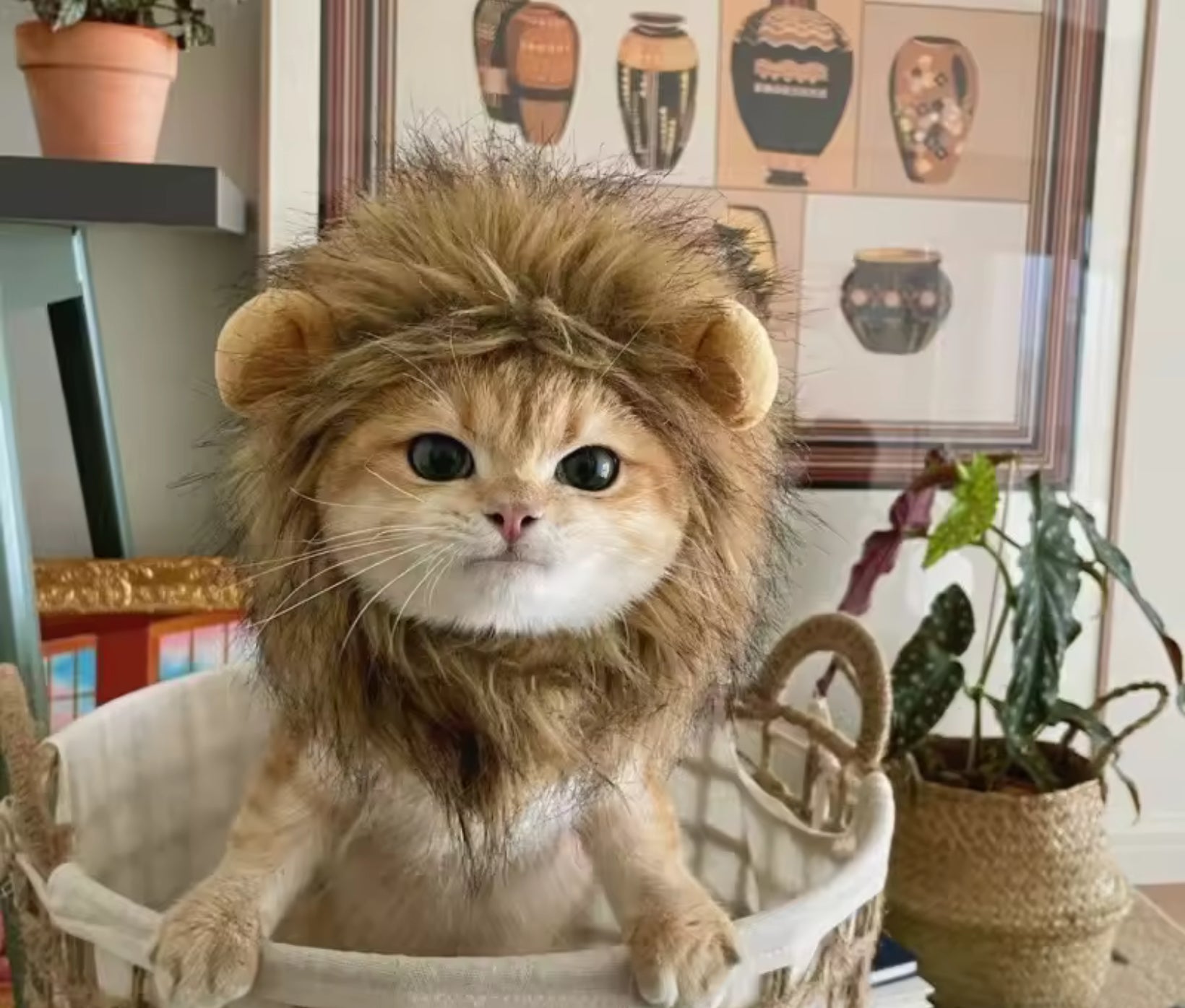 Lion Mane Wig for Cats — Turn Your Cat into King of the Jungle 🦁