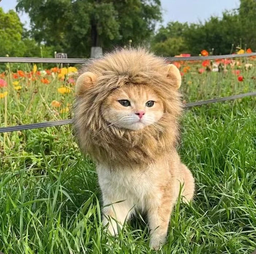 Lion Mane Wig for Cats — Turn Your Cat into King of the Jungle 🦁