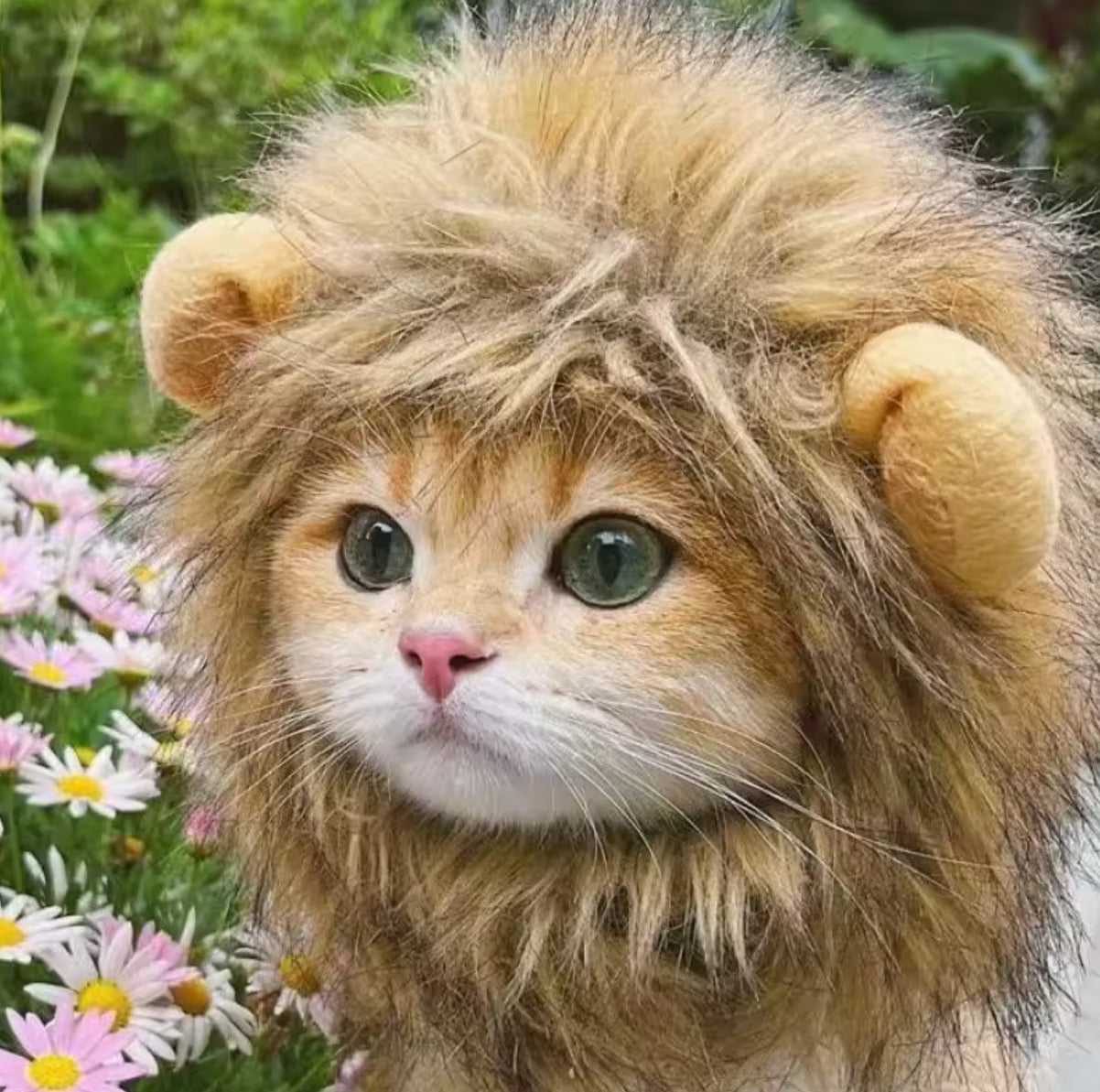 Lion Mane Wig for Cats — Turn Your Cat into King of the Jungle 🦁